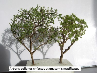 3 Arboris bollenus trifactus et quaternis matificatus c.jpg