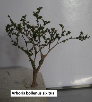 6 Arboris bollenus sixitus c.jpg