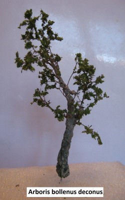 10 Arboris bollenus deconus 2 c st.jpg