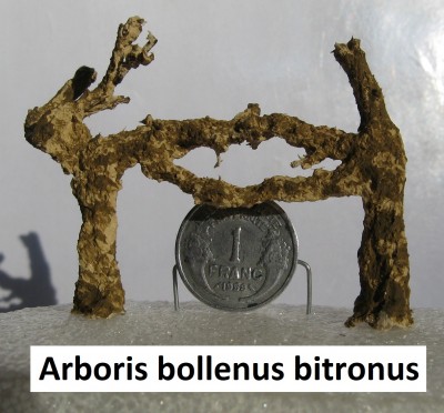 11 Arboris bollenus bitronus 2c.jpg