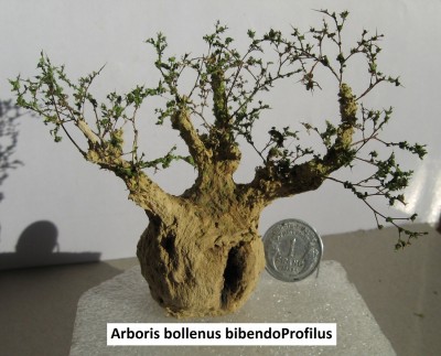 12 Arboris bollenus bibendoprofilus 3c.jpg