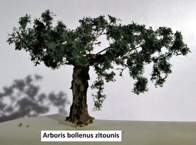 15 Arboris bollenus zitounis 1 c.jpg