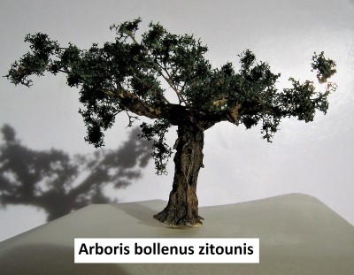 15 Arboris bollenus zitounis 3 c.jpg