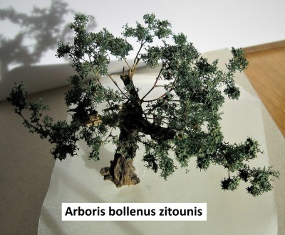 15 Arboris bollenus zitounis 4 c.jpg