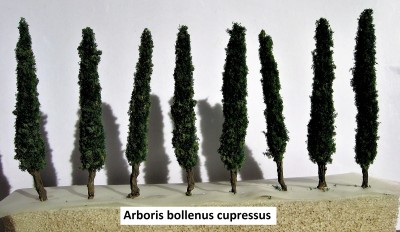 16 Arboris bollenus cupressus 1 c.jpg