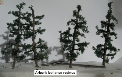17 Arboris bollenus resinus 5 c.jpg