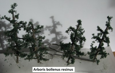 17 Arboris bollenus resinus 7 c.jpg