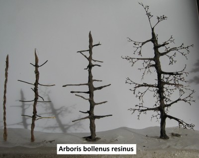 17 Arboris bollenus resinus 3 c.jpg