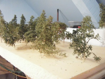 ARBRES 001.JPG